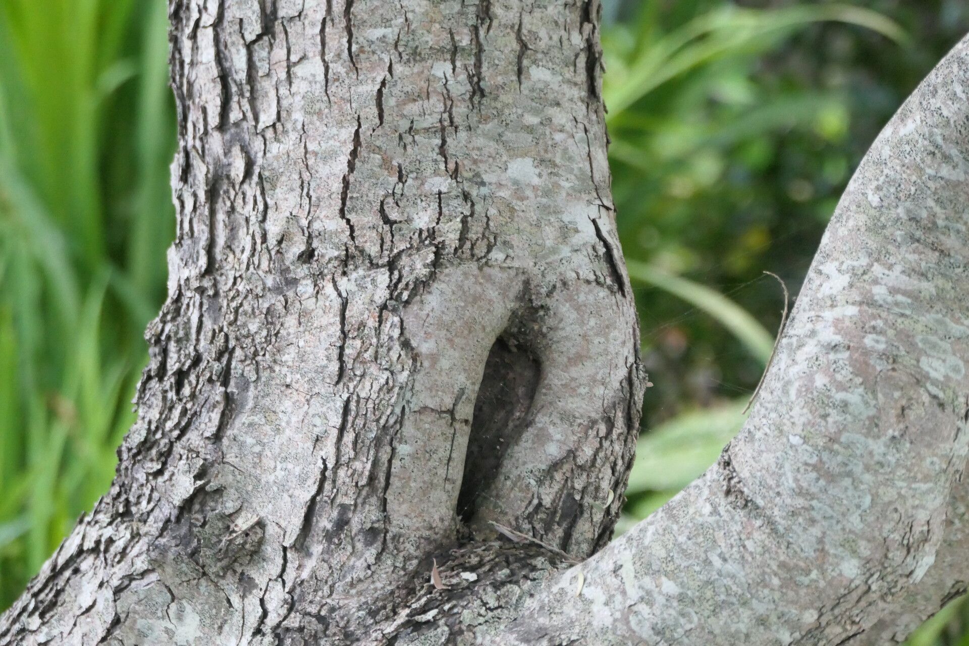 Diospyros pubescens bark