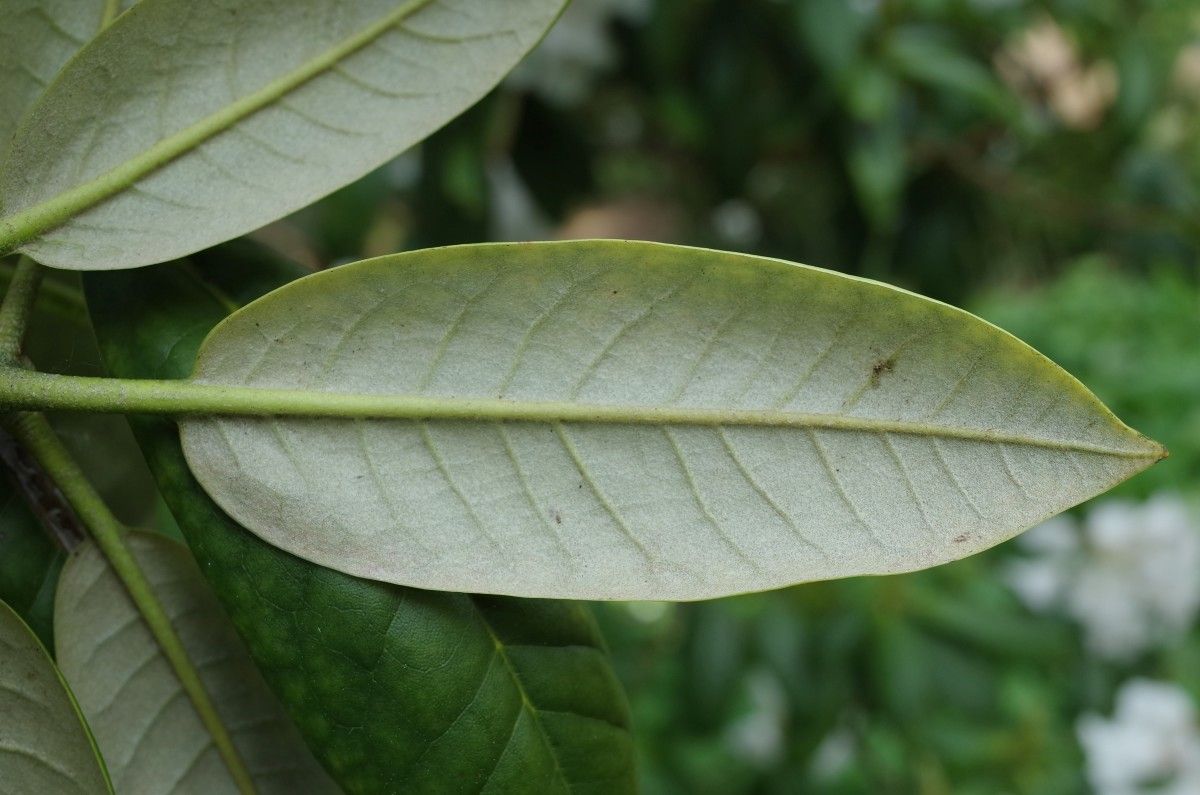 Rhododendron peregrinum leaf