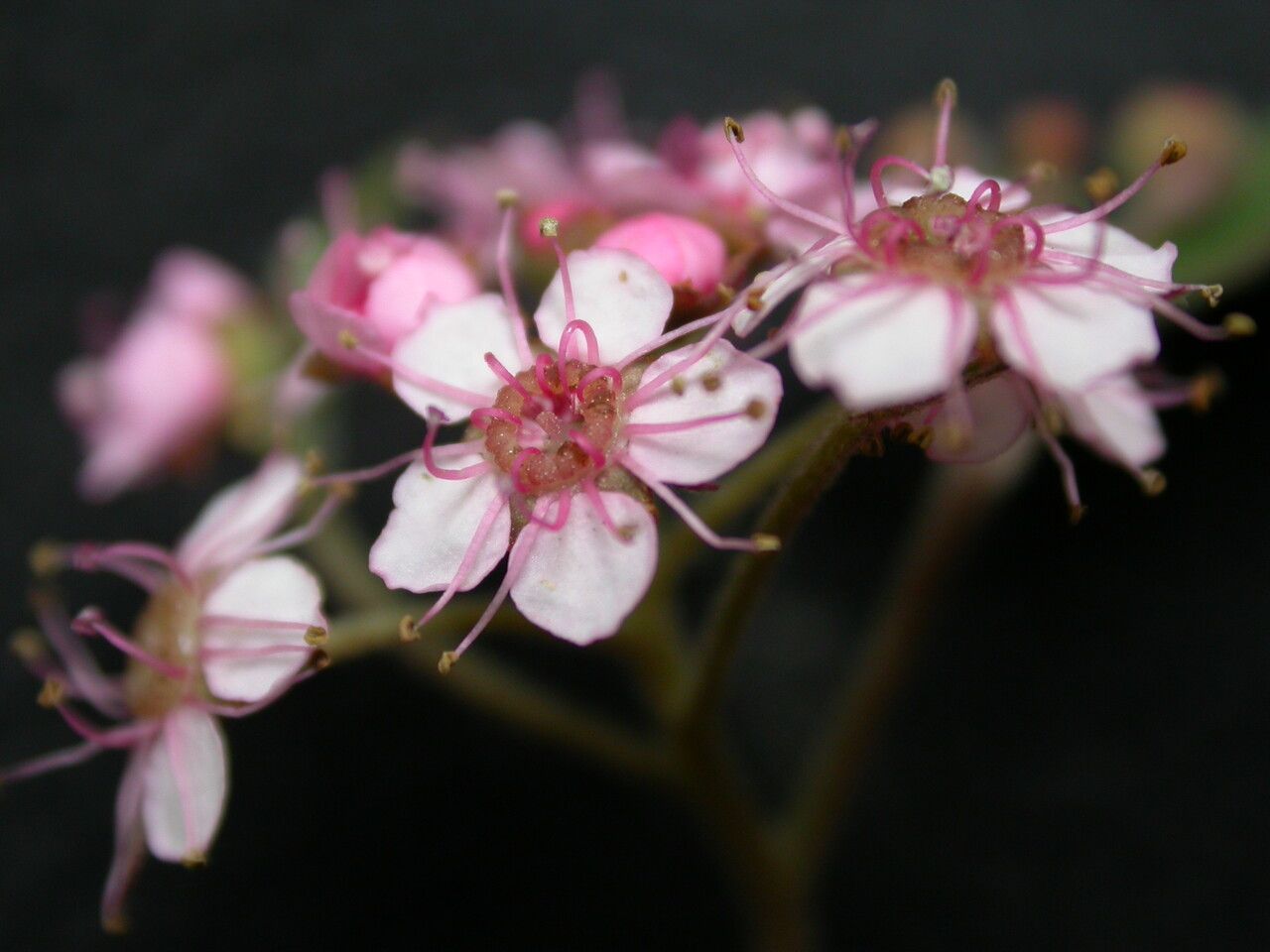 Spiraea bella