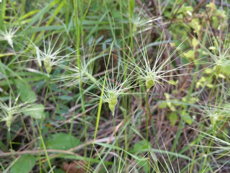 Aegilops neglecta fruit