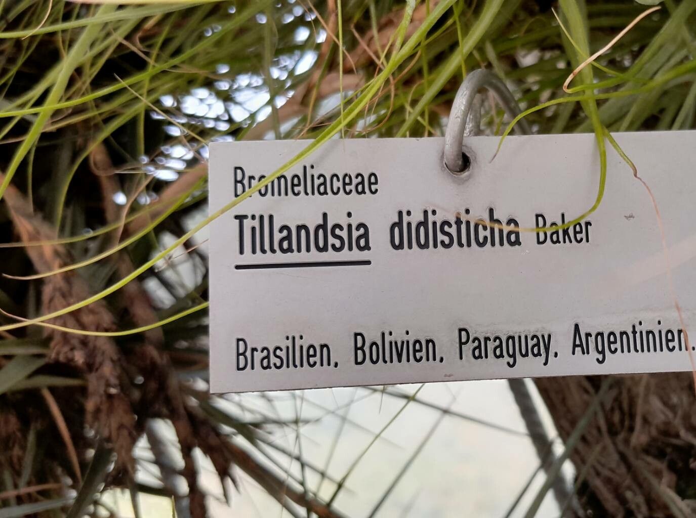 Tillandsia didisticha other