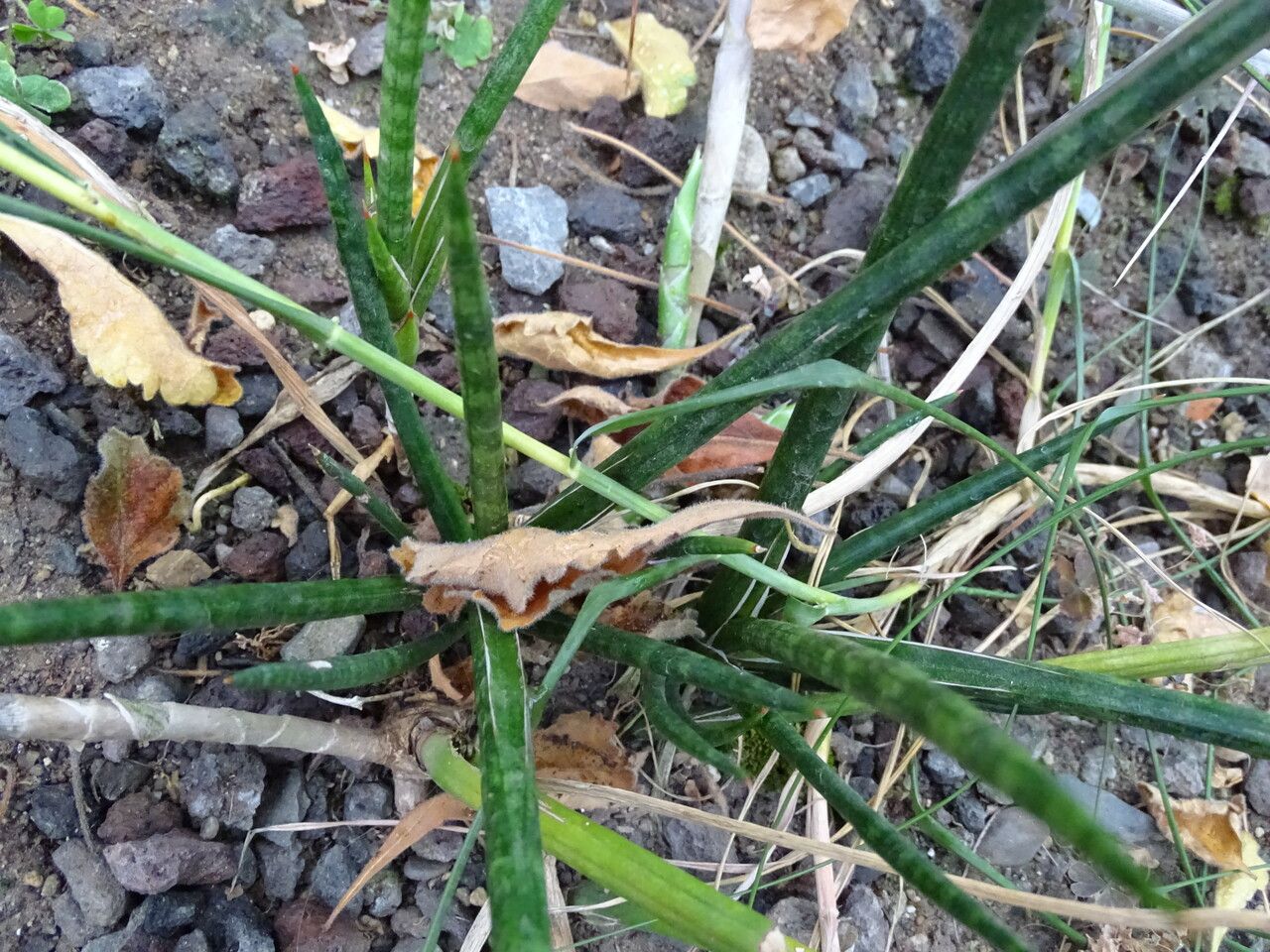 Sansevieria gracilis — search result for 'Sansevieria'