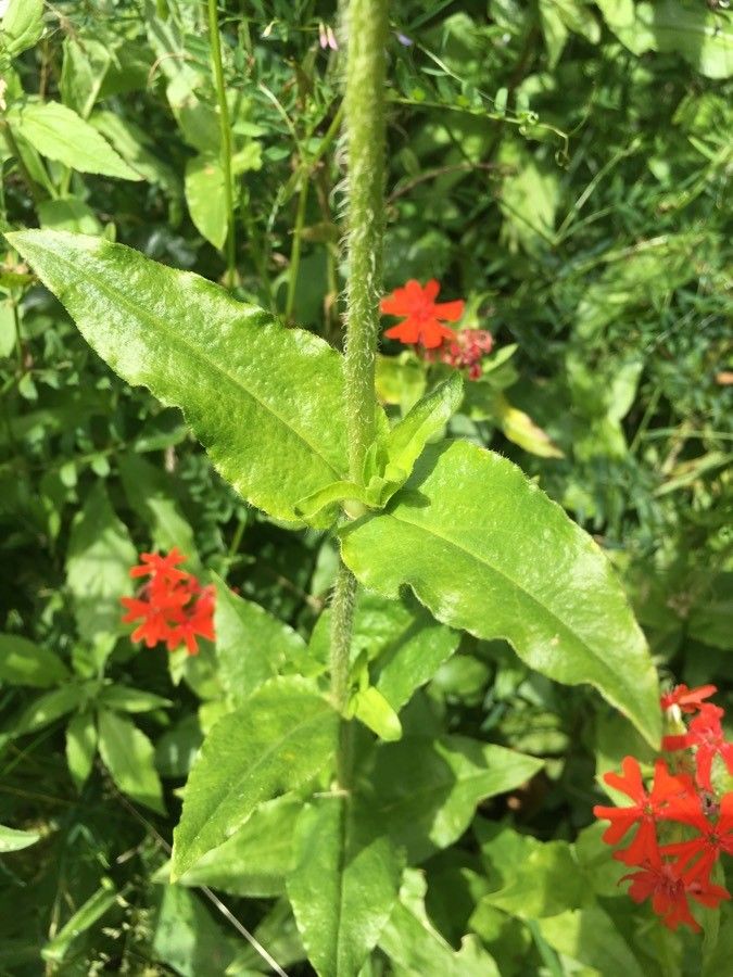 Silene chalcedonica leaf