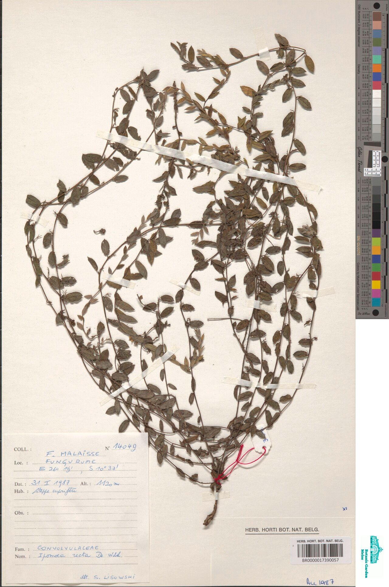 Ipomoea recta — houseplant care guide