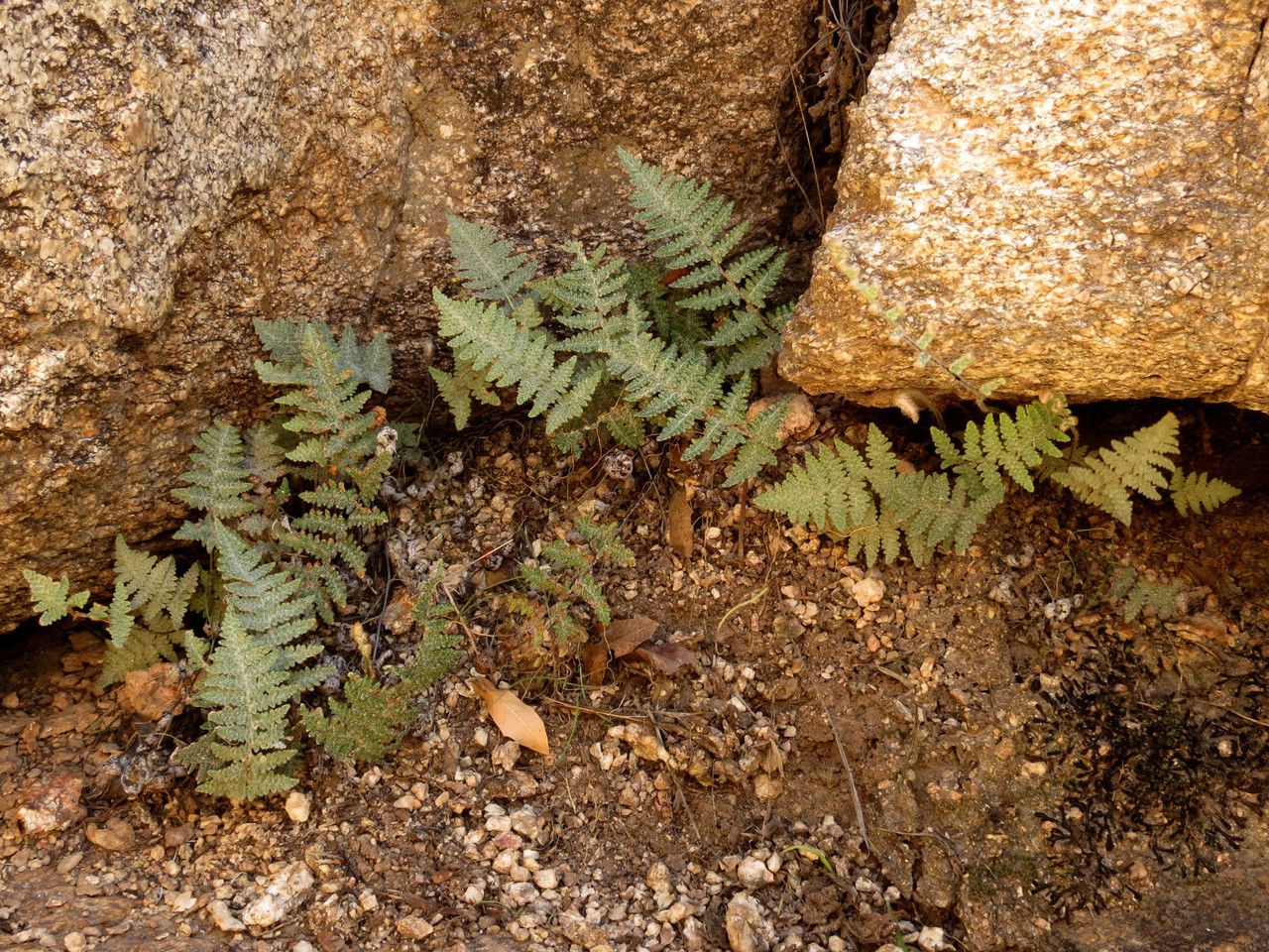 Cheilanthes lindheimeri habit
