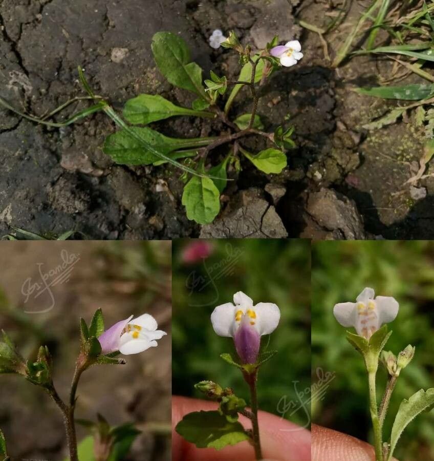 Mazus pumilus fruit
