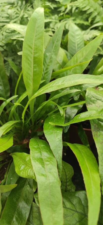 Pseudodrynaria coronans habit