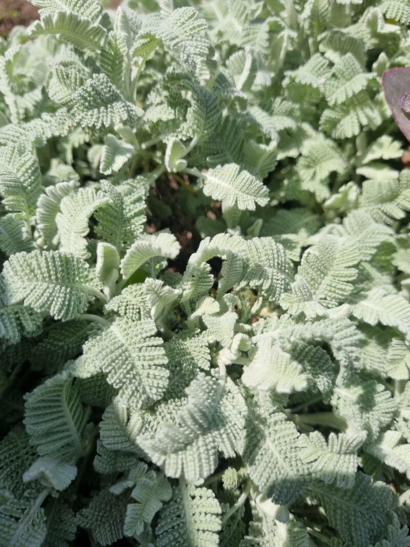 Tanacetum haradjanii flower