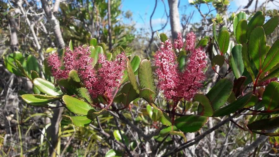 Cunonia deplanchei flower