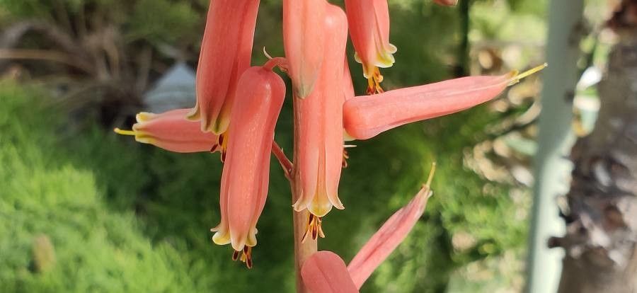Aloe dorotheae flower