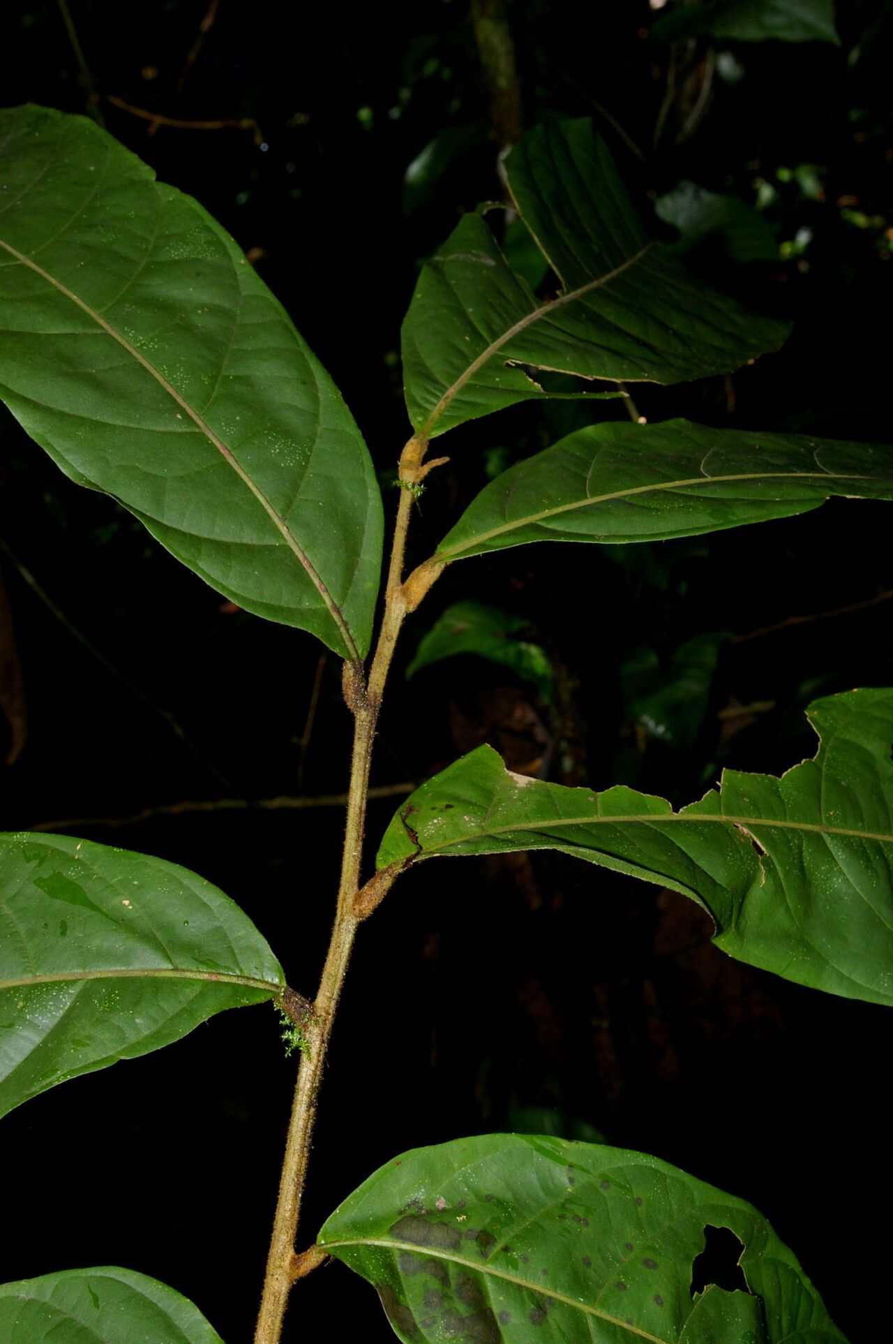 Cupania livida — houseplant care guide