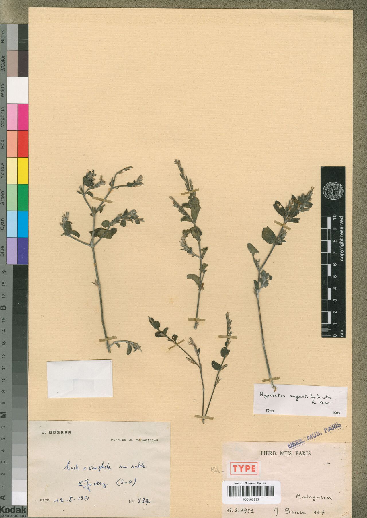 Hypoestes angustilabiata