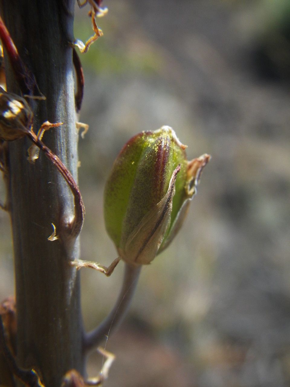 Drimia hesperia fruit