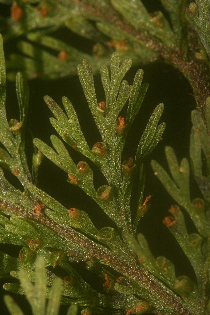 Trichomanes apiifolium bark