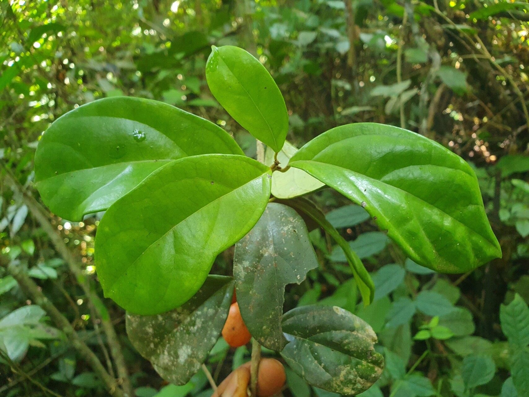 Pyrenacantha glabrescens — related species from the same genus
