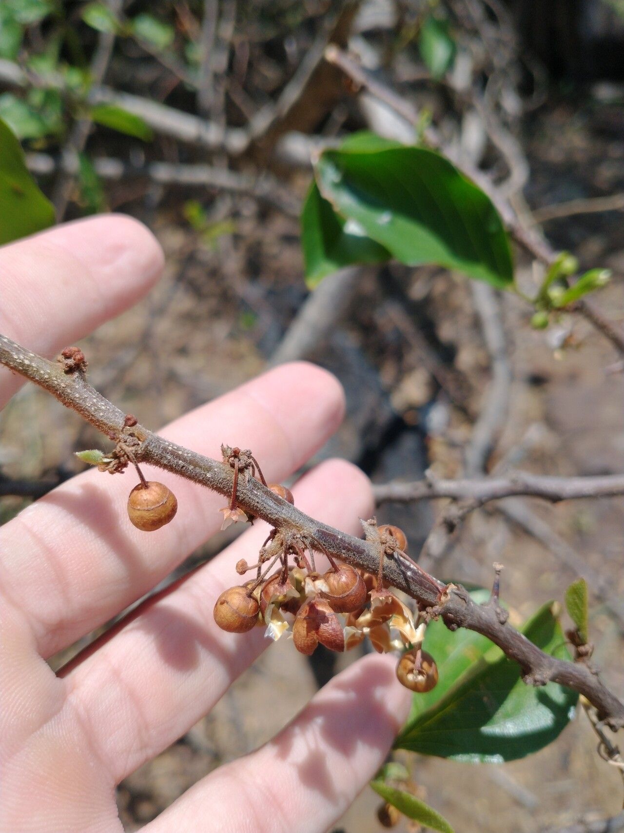 Colubrina retusa fruit