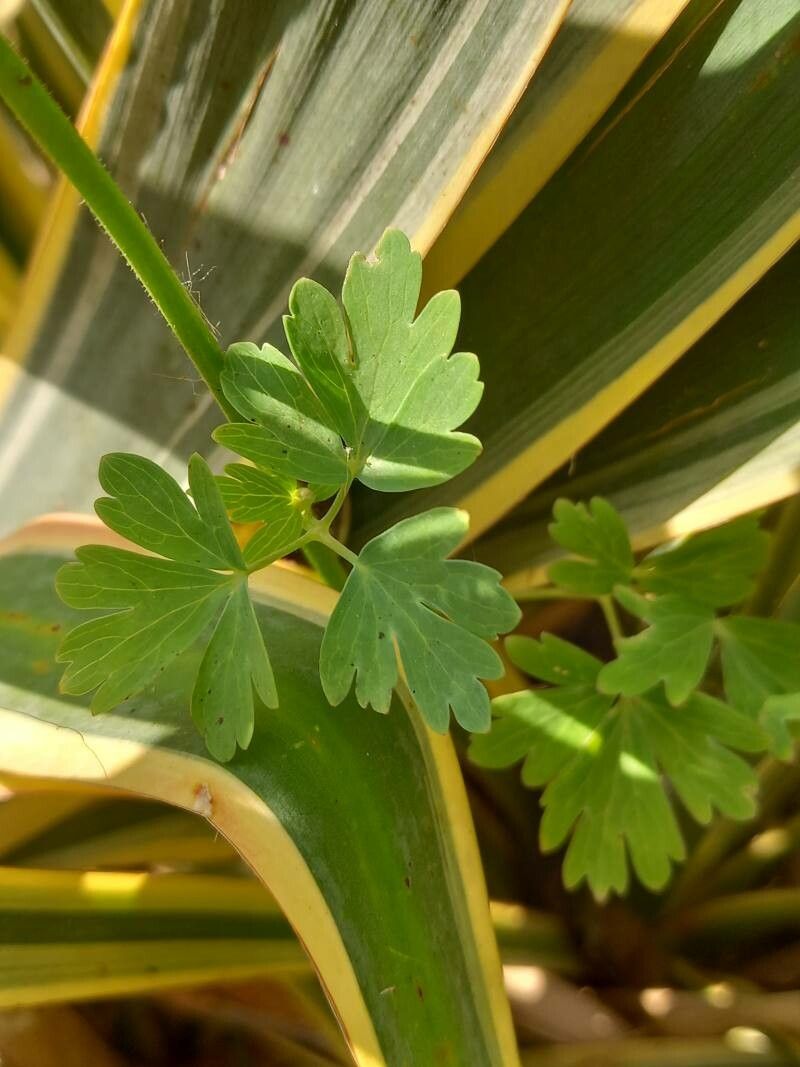 Aquilegia pubescens leaf