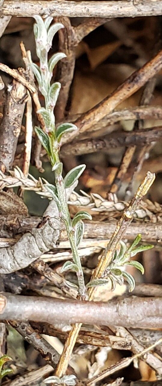 Cytisus decumbens leaf