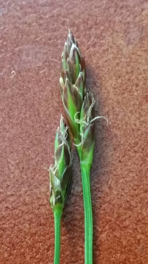 Carex pulicaris flower