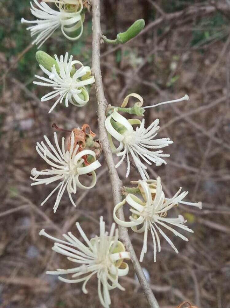 Alangium salviifolium flower