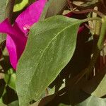 Bougainvillea spectabilis