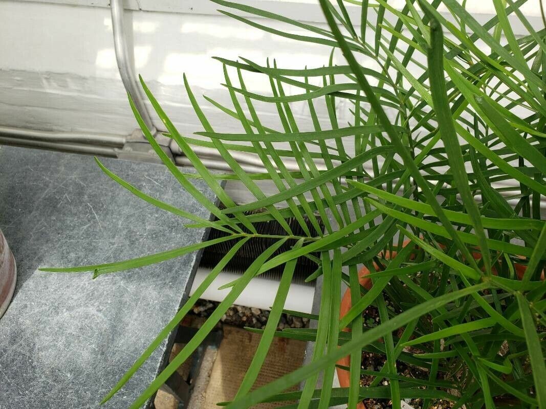 Zamia portoricensis — houseplant care guide