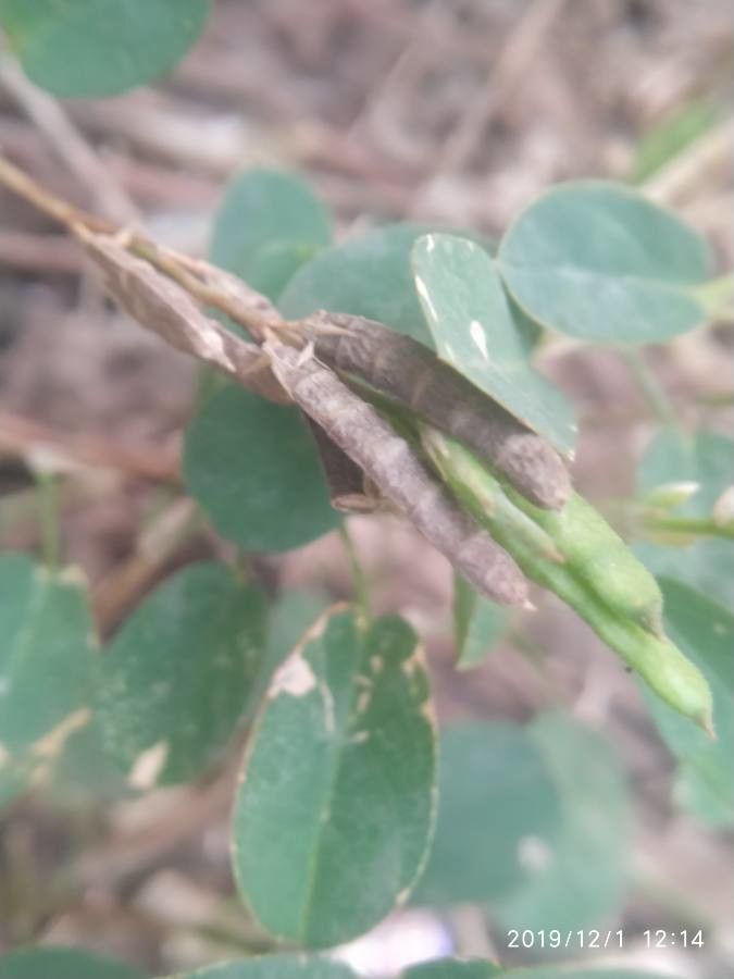 Alysicarpus vaginalis fruit