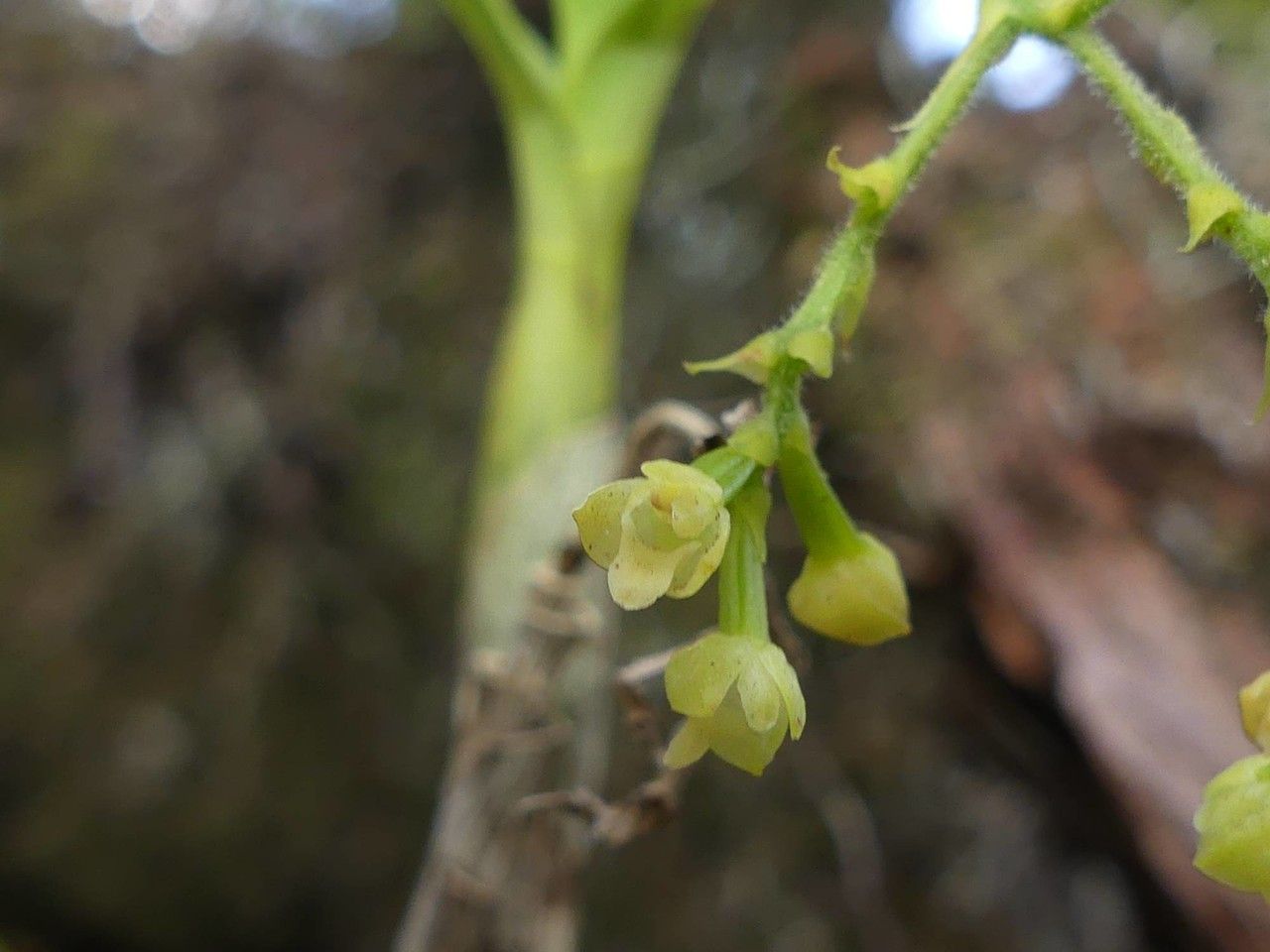 Polystachya fusiformis flower