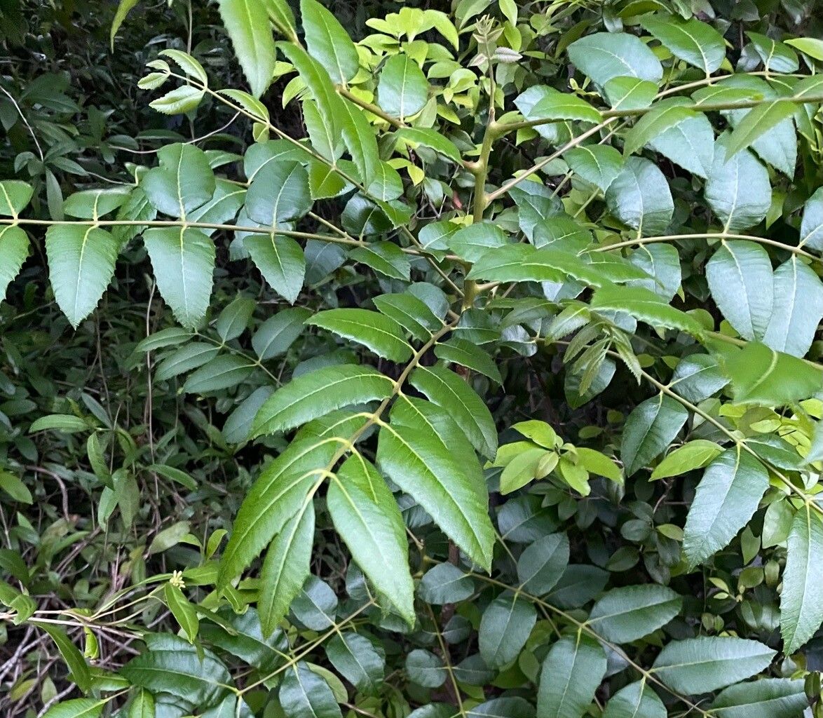 Comocladia dentata — related species from the same genus