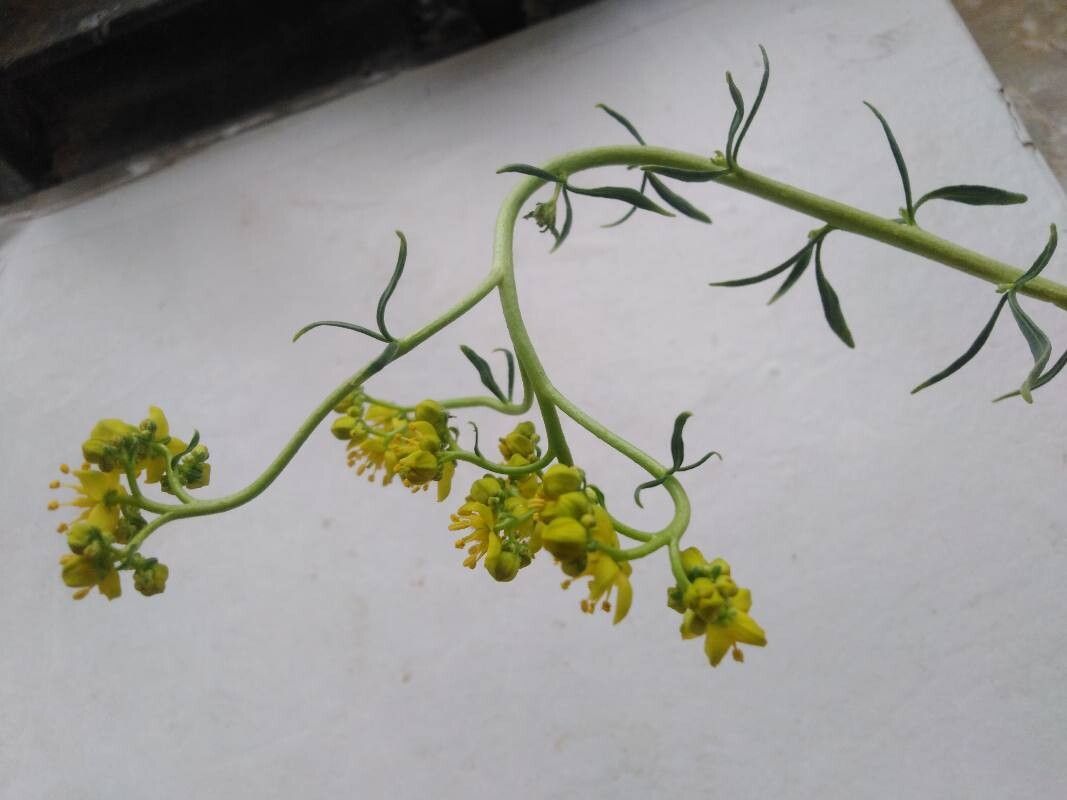 Haplophyllum buxbaumii — related species from the same genus