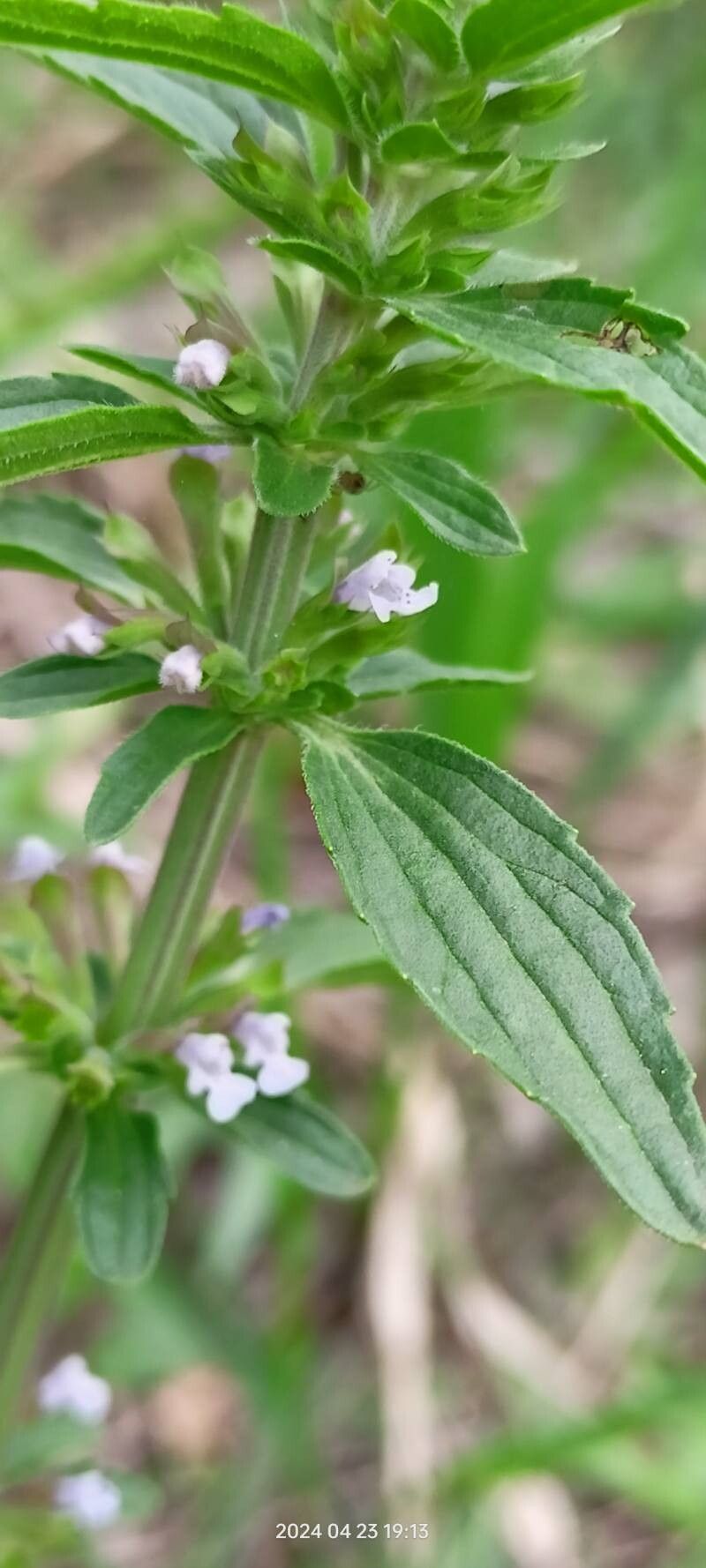 Dracocephalum thymiflorum flower
