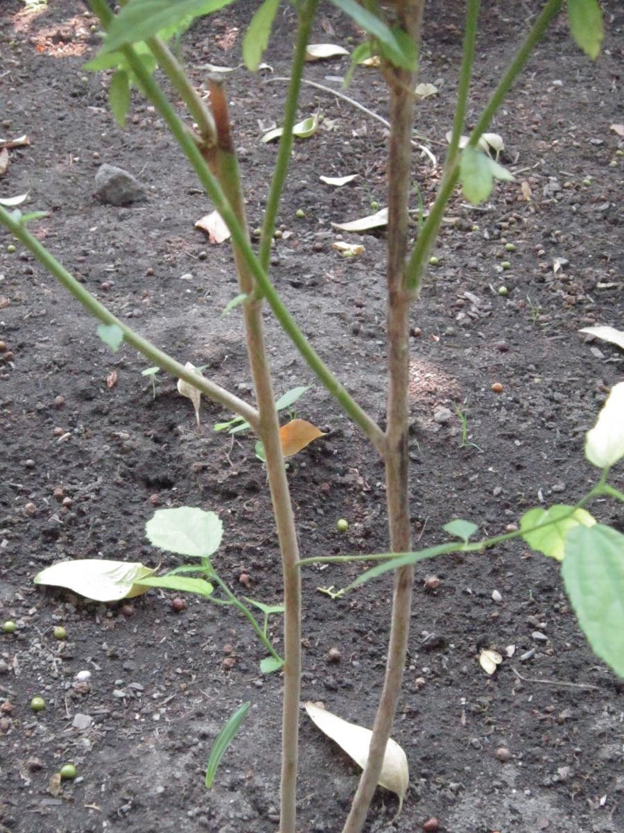 Pavonia spinifex bark