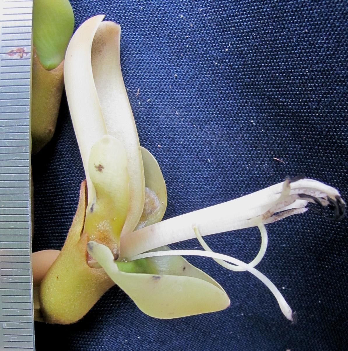 Mucuna globulifera flower