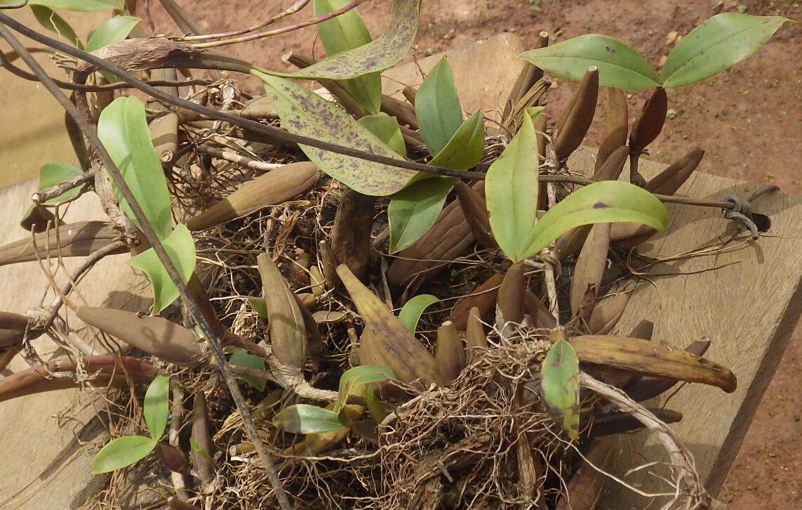 Bulbophyllum renkinianum leaf