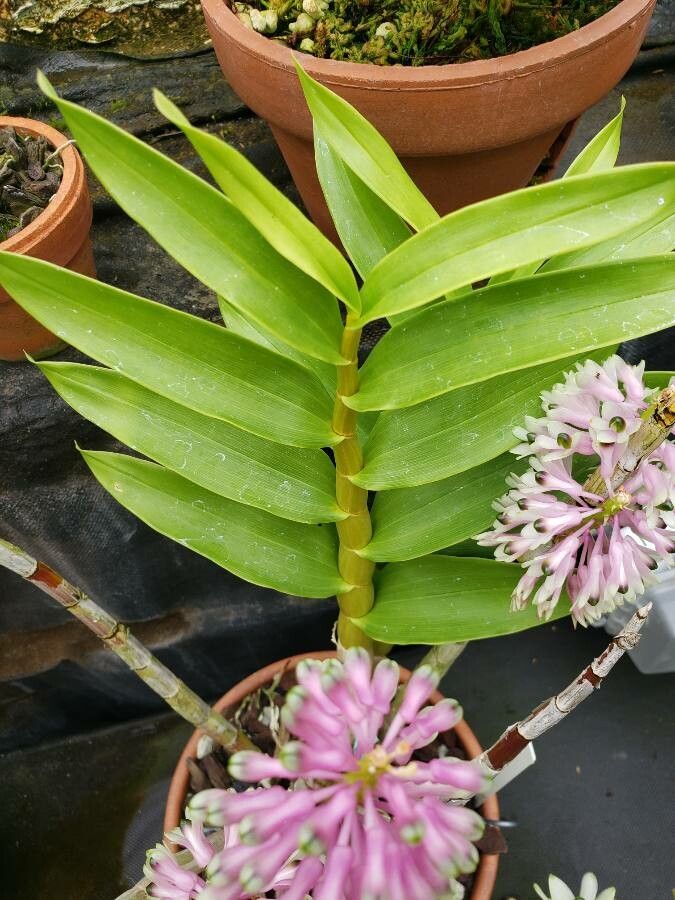 Dendrobium smillieae leaf