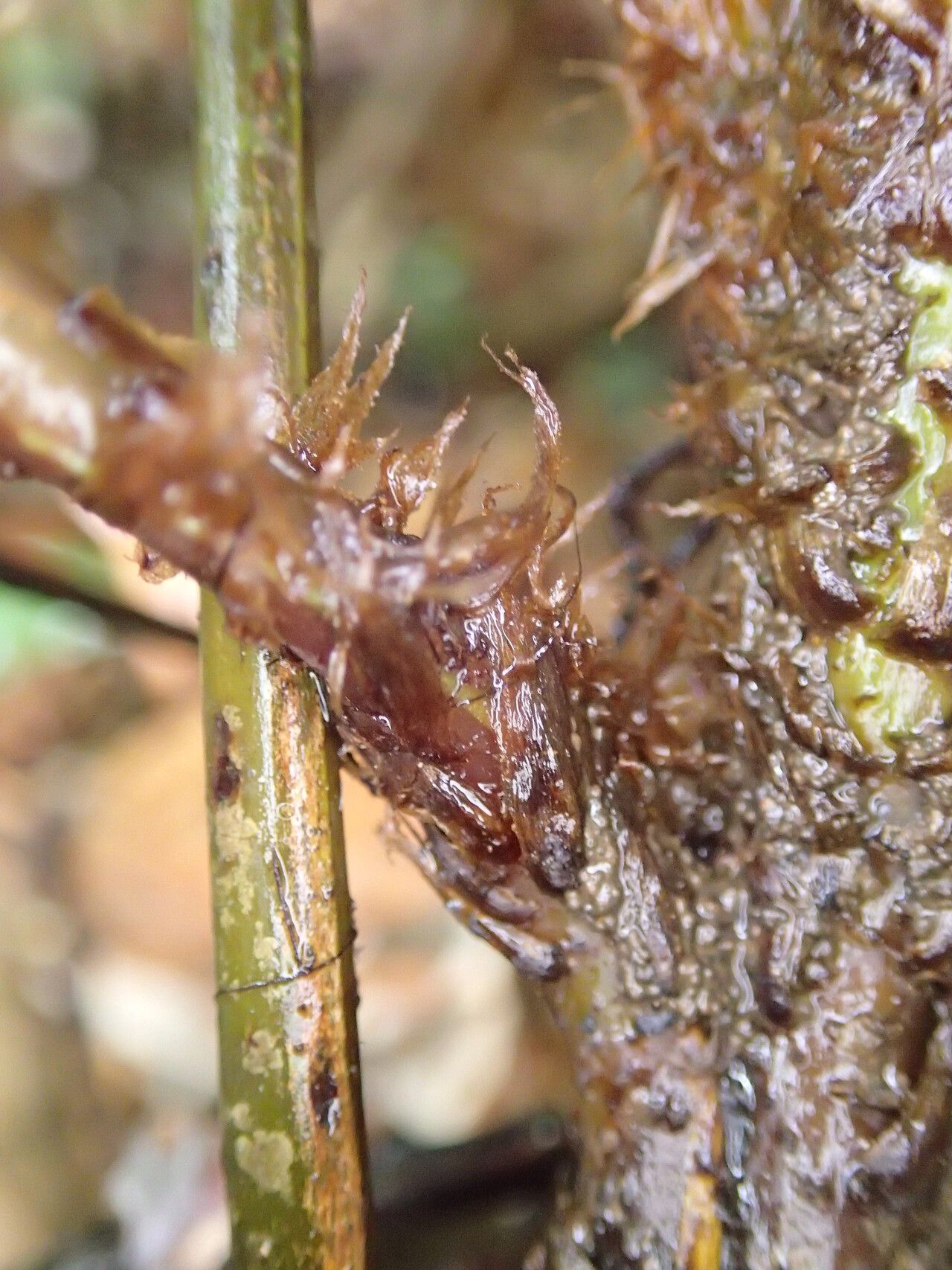 Lomariopsis rossii other