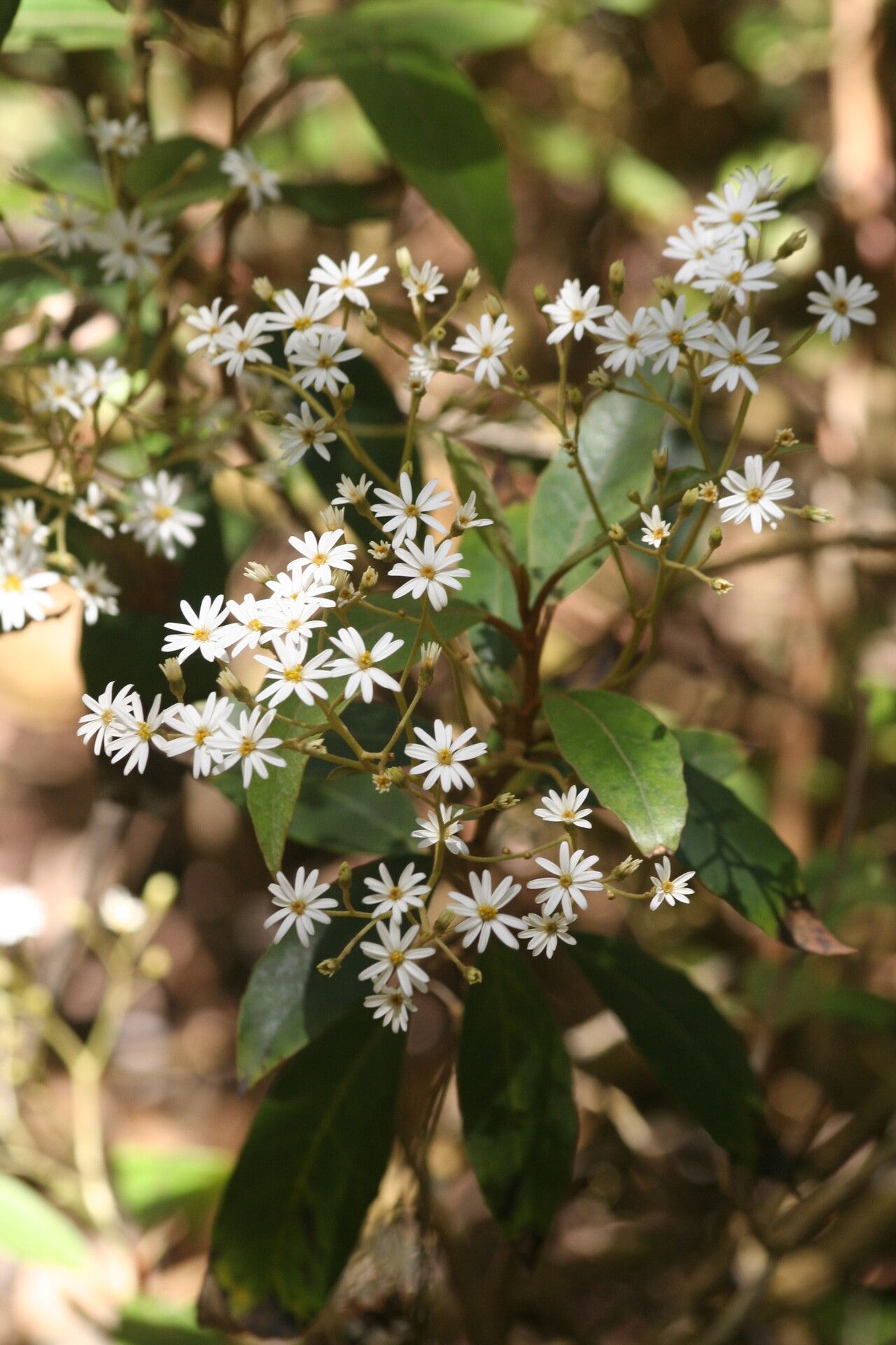 Olearia megalophylla flower