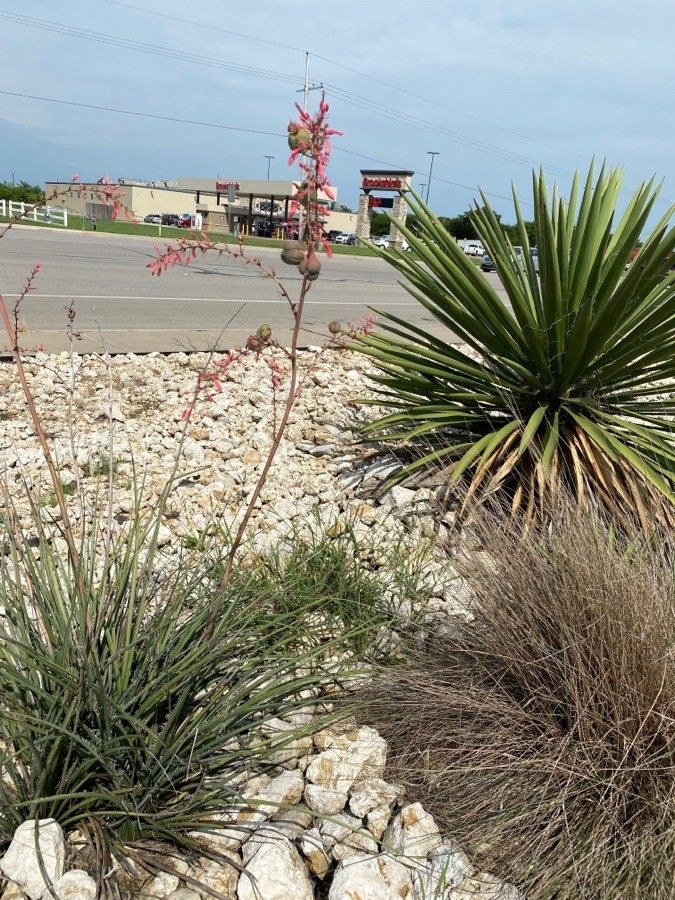 Hesperaloe parviflora fruit