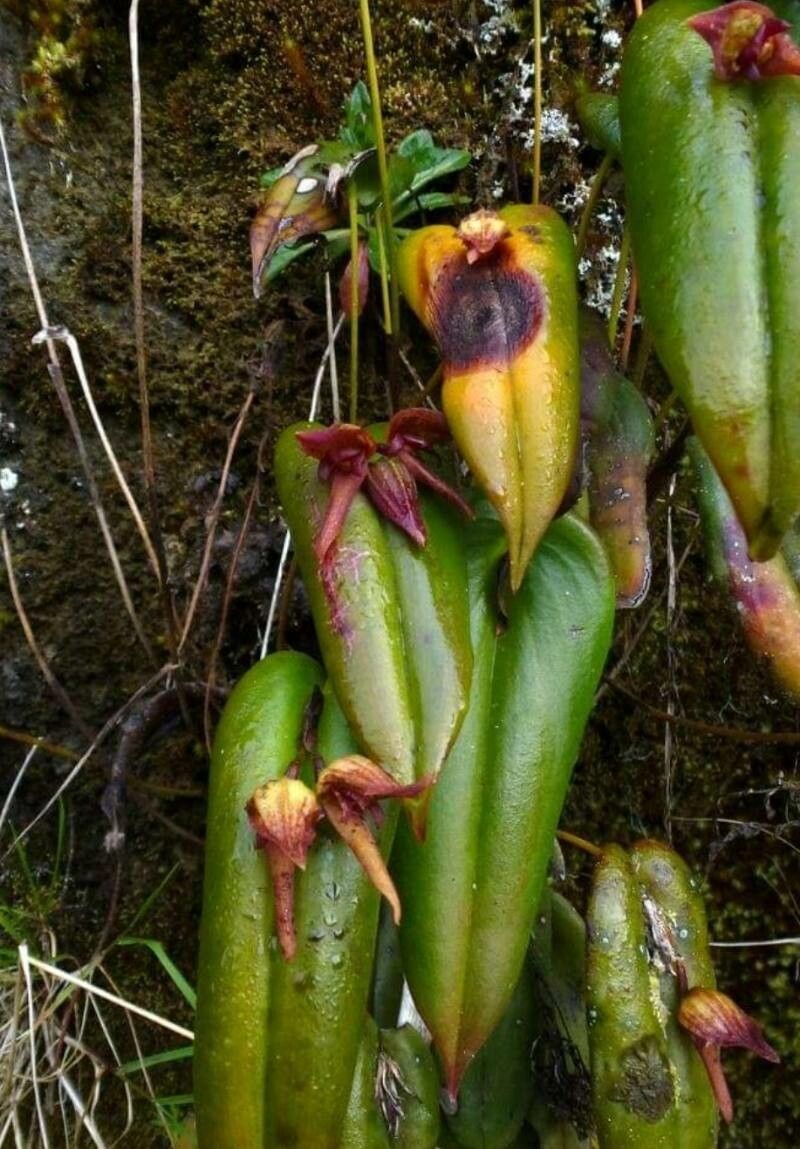 Pleurothallis nephroglossa — houseplant care guide