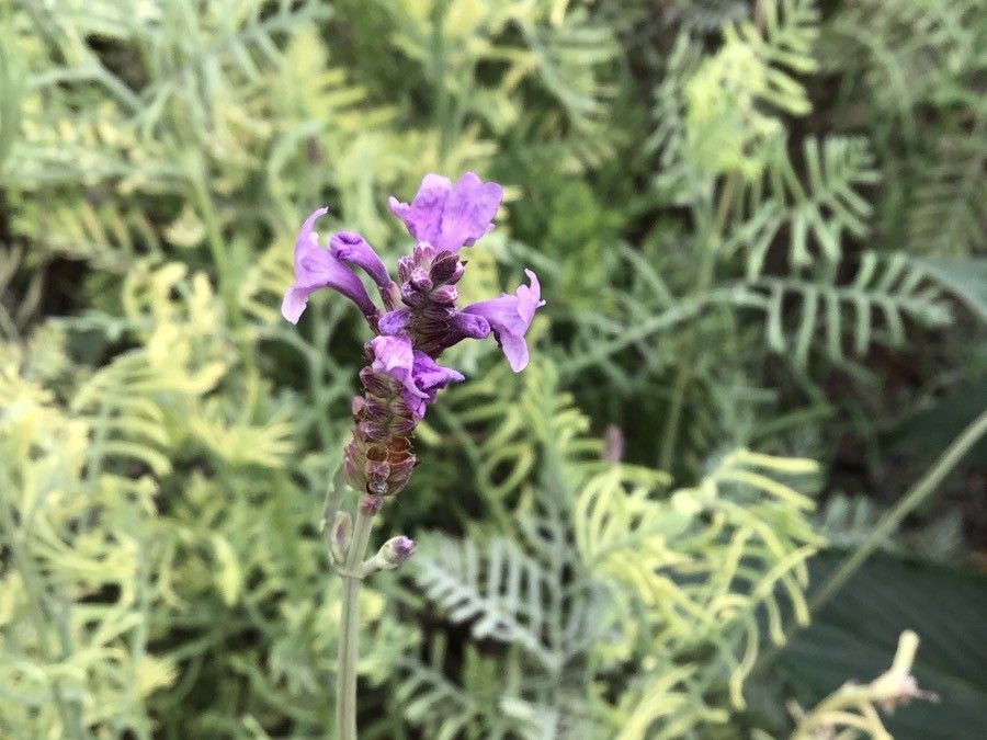 Lavandula canariensis flower