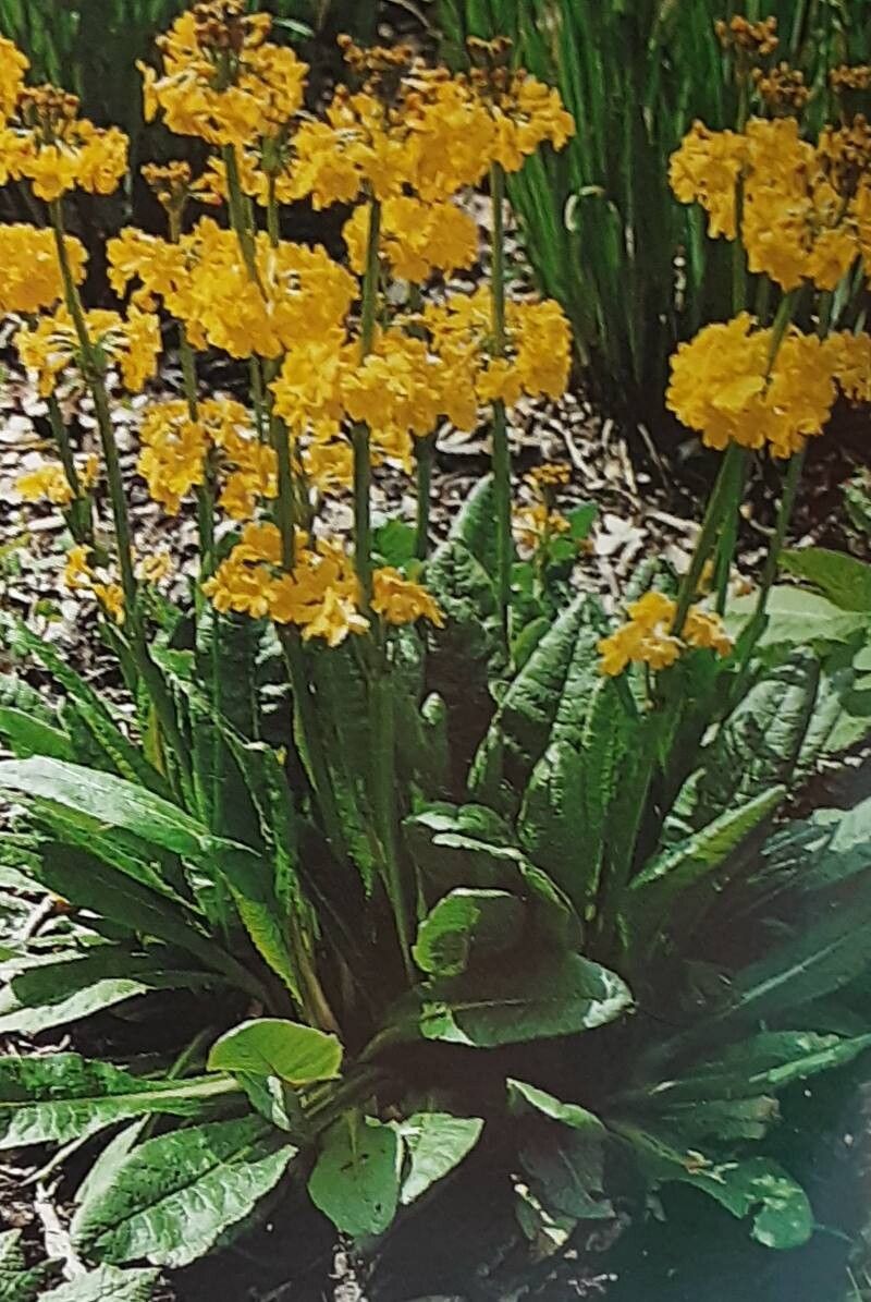 Primula prolifera — houseplant care guide