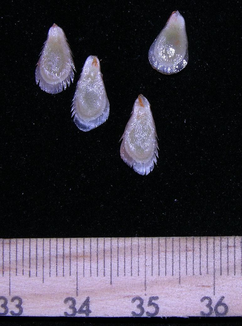 Melothria dulcis other