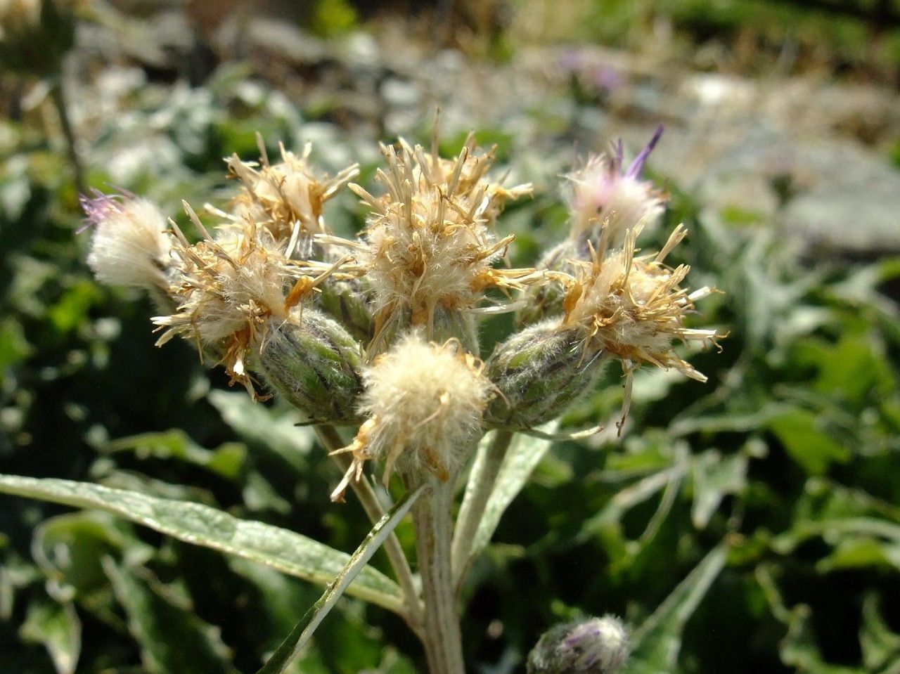 Saussurea discolor fruit