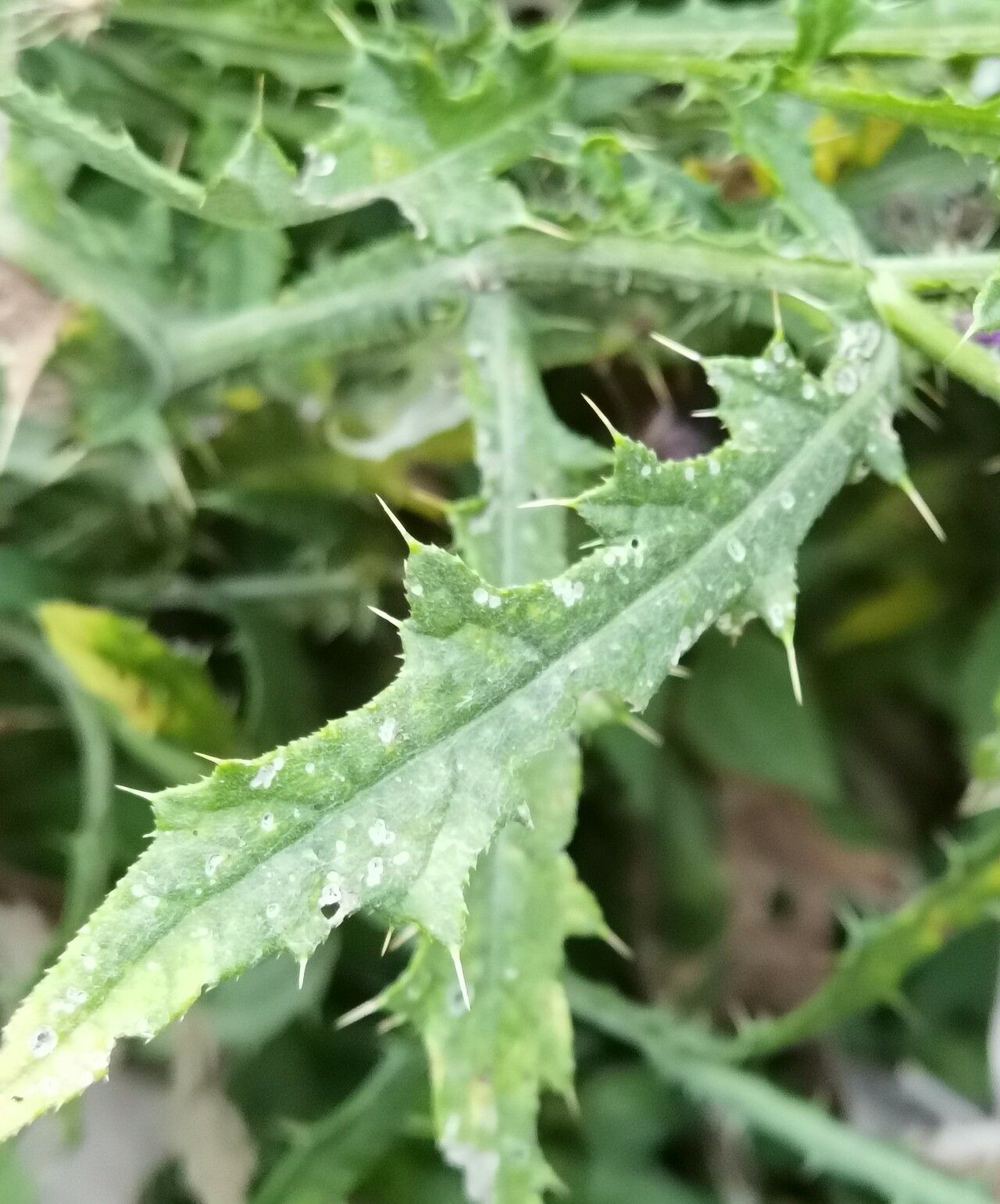 Cirsium creticum — search result for 'Cirsium'