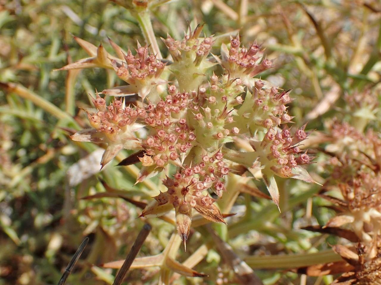 Echinophora spinosa fruit