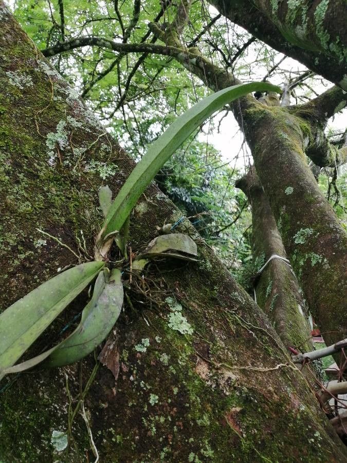 Trichocentrum carthagenense — related species from the same genus