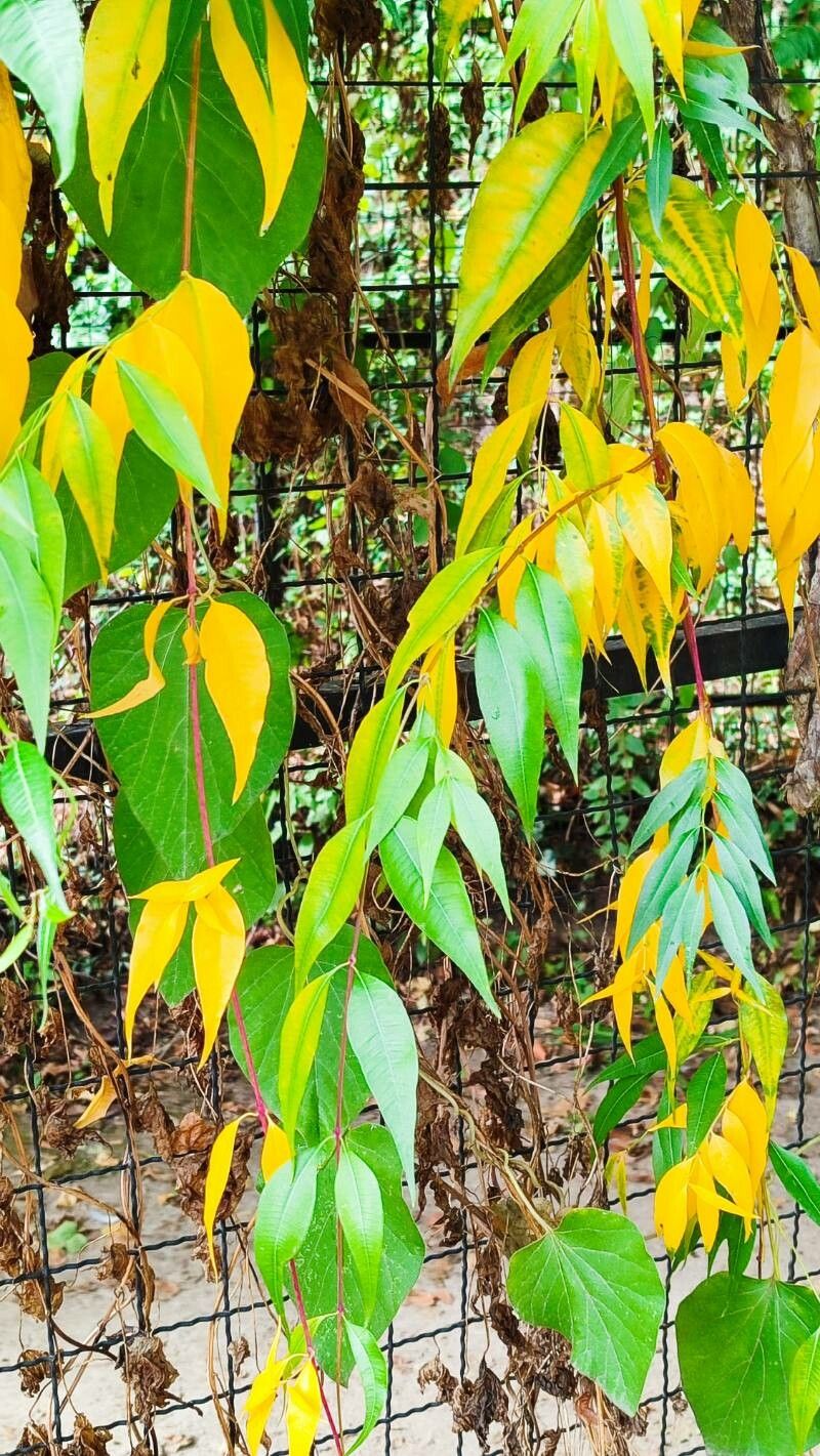 Periploca sepium habit