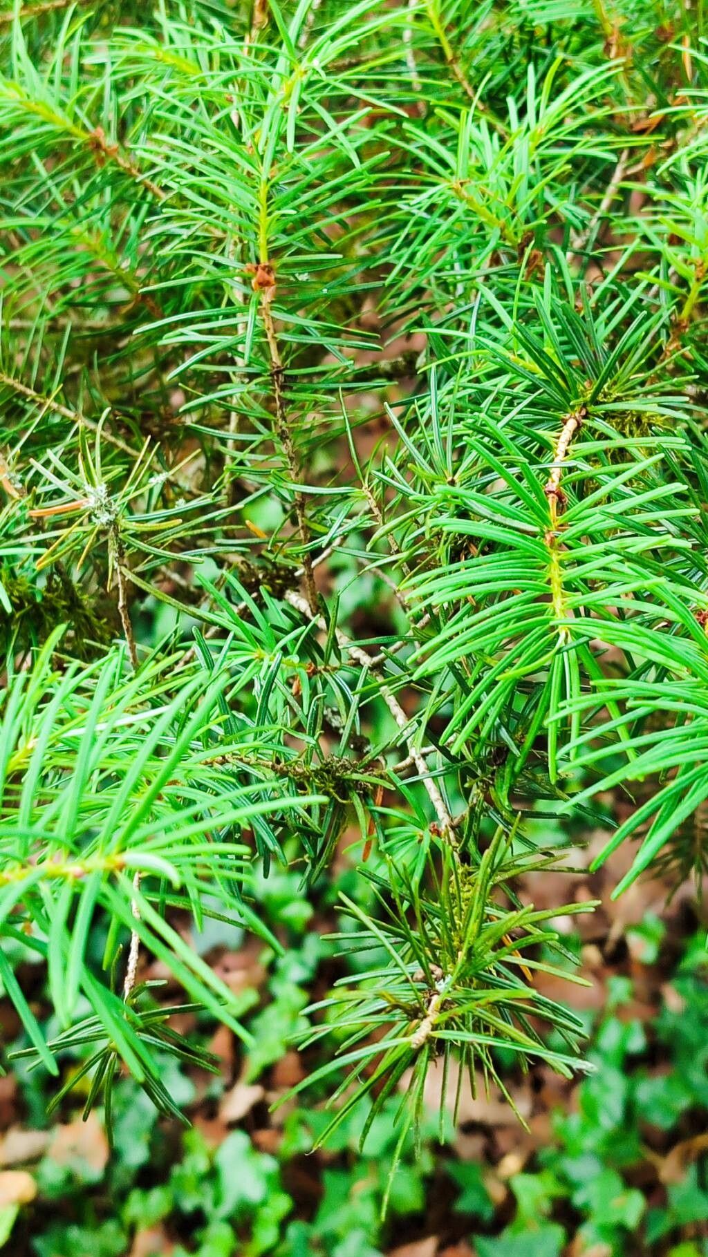 Pseudotsuga japonica leaf
