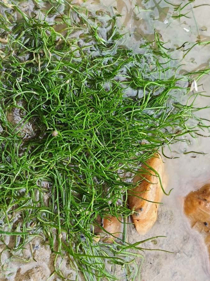 Pilularia globulifera leaf