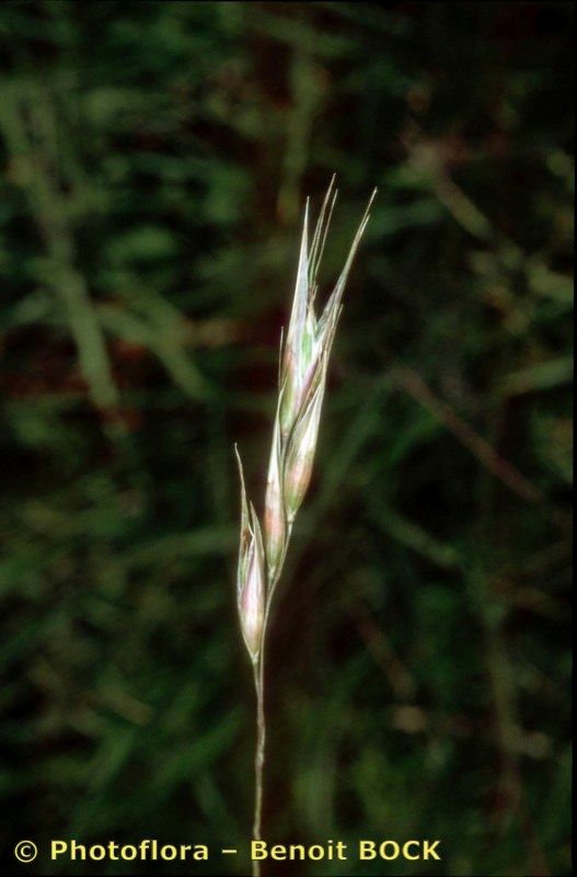 Danthonia alpina fruit